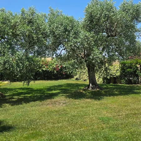 فيلة Vanya